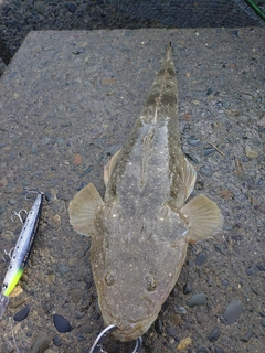 マゴチの釣果