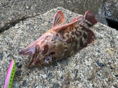 カサゴの釣果