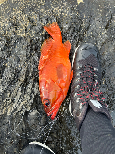 アカハタの釣果