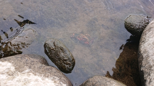 ナマズの釣果