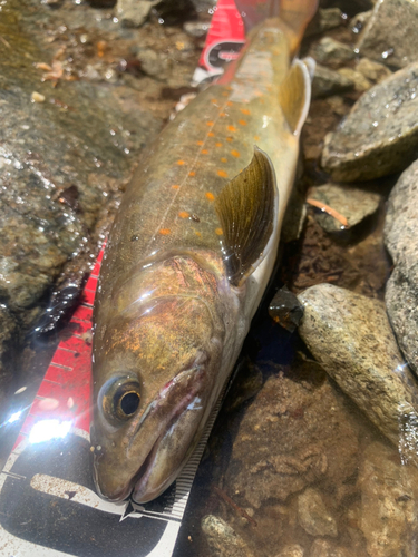 イワナの釣果