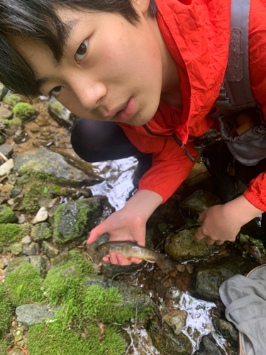 イワナの釣果