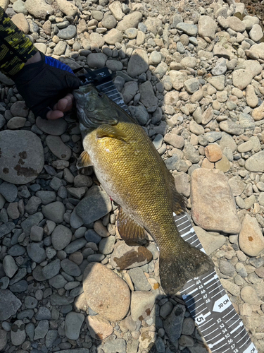 スモールマウスバスの釣果