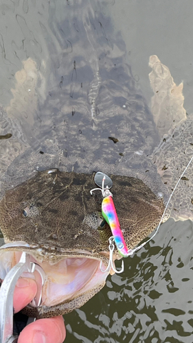 マゴチの釣果