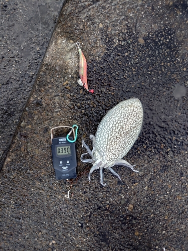 シリヤケイカの釣果