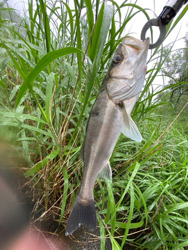 スズキの釣果