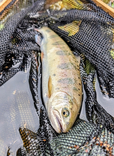 ヤマメの釣果