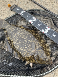 カレイの釣果