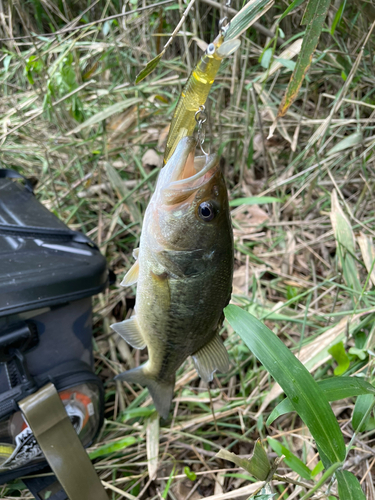 ブラックバスの釣果