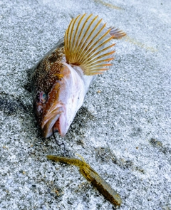 アイナメの釣果