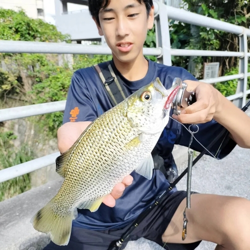 オオクチユゴイの釣果