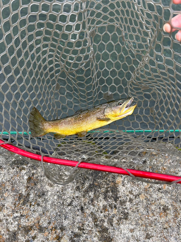 ブラウントラウトの釣果