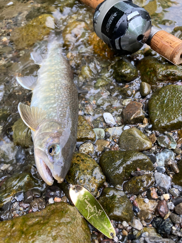 イワナの釣果