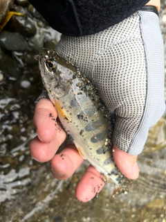 アマゴの釣果