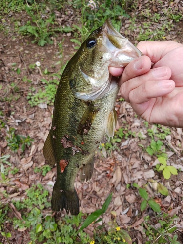 ラージマウスバスの釣果