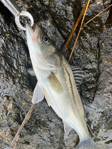 セイゴ（マルスズキ）の釣果