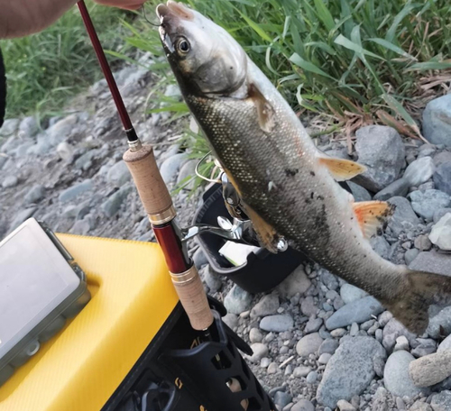 ウグイの釣果