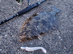 ヒラメの釣果