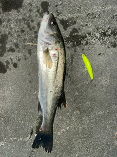 セイゴ（マルスズキ）の釣果