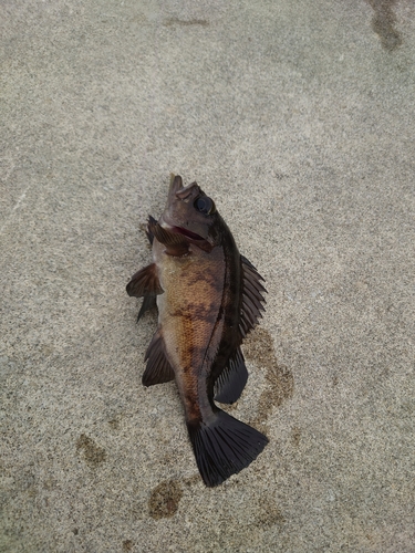 メバルの釣果