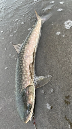 アメマスの釣果