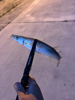 カマスの釣果