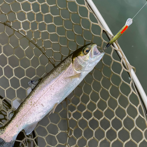 ニジマスの釣果