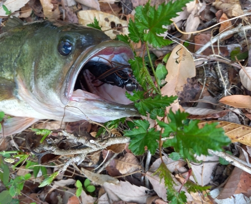 ブラックバスの釣果