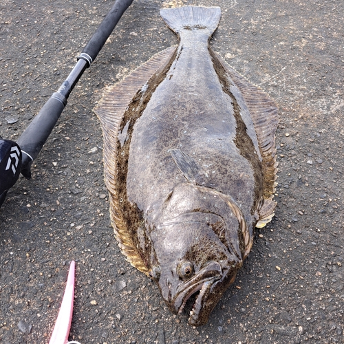 ヒラメの釣果