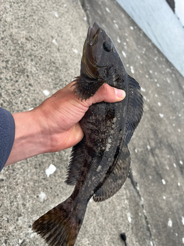 アイナメの釣果