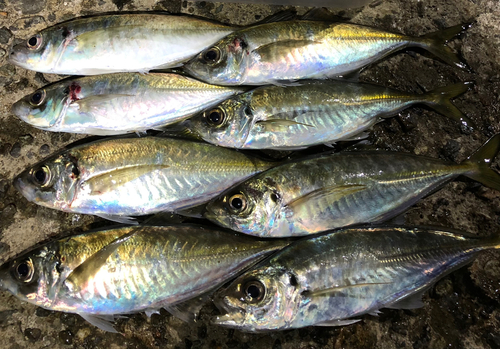 アジの釣果