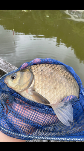 ヘラブナの釣果