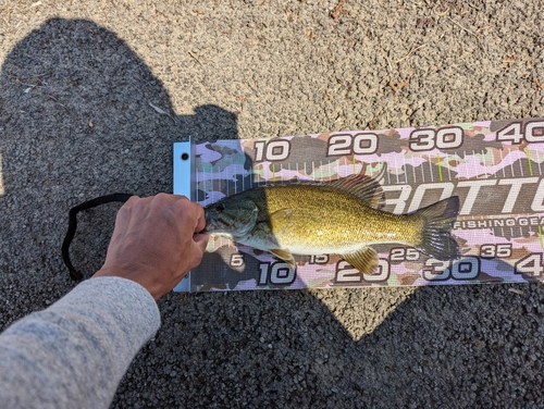 スモールマウスバスの釣果