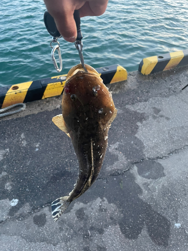 マゴチの釣果