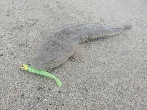 マゴチの釣果