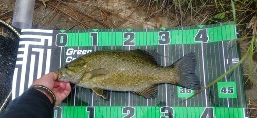 スモールマウスバスの釣果