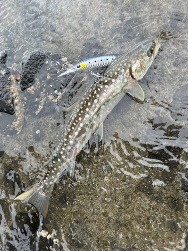 アメマスの釣果