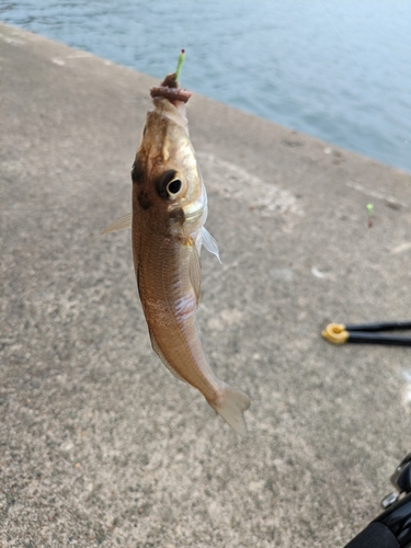 キスの釣果