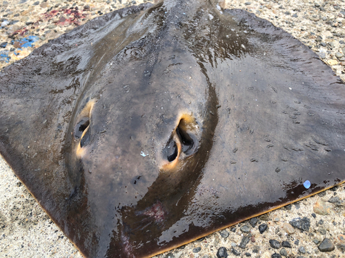 アカエイの釣果