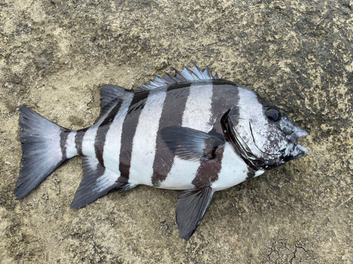 イシダイの釣果