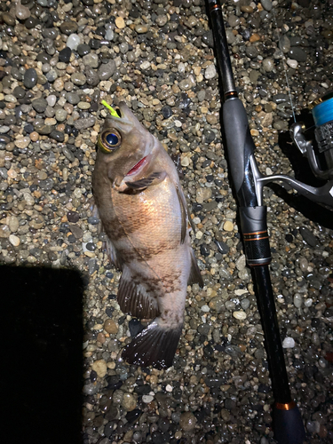 メバルの釣果