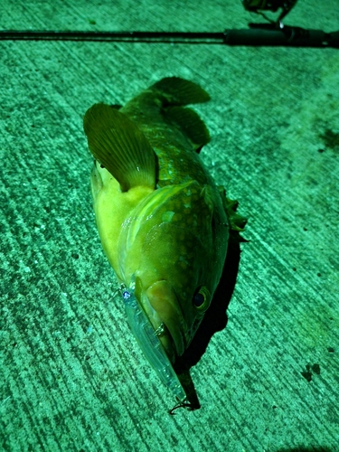 アコウの釣果