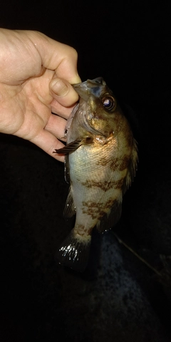 シロメバルの釣果