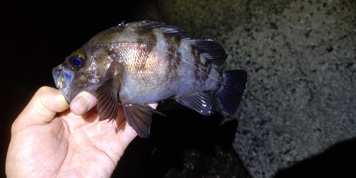 シロメバルの釣果