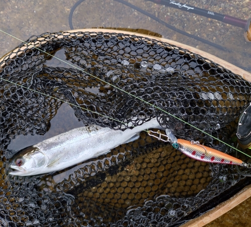 ヤマメの釣果