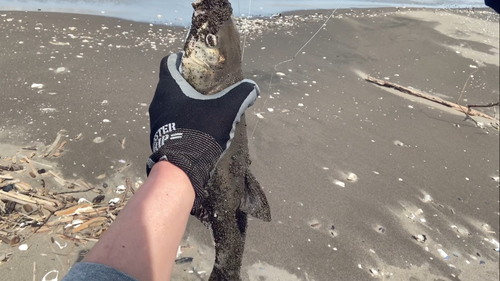 ウグイの釣果