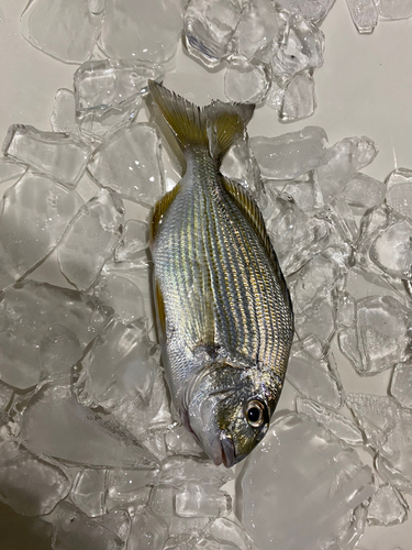 ヘダイの釣果