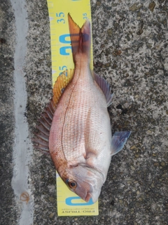 マダイの釣果