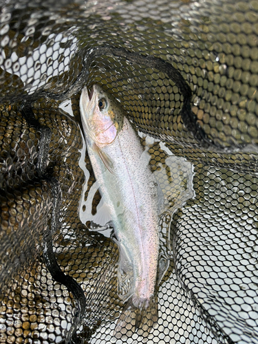 ニジマスの釣果