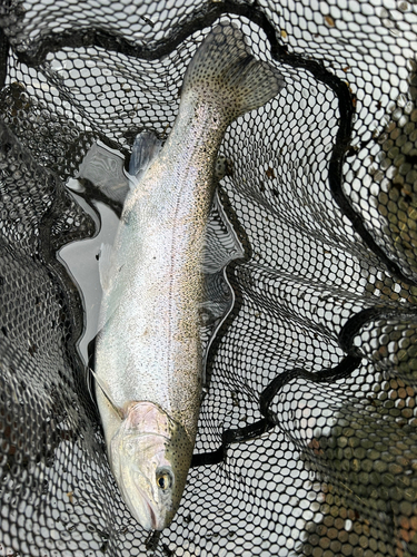 ニジマスの釣果